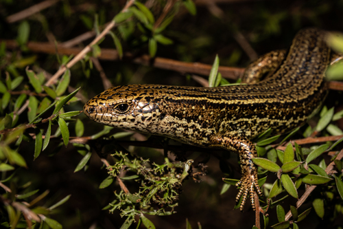 Crenulate Skink