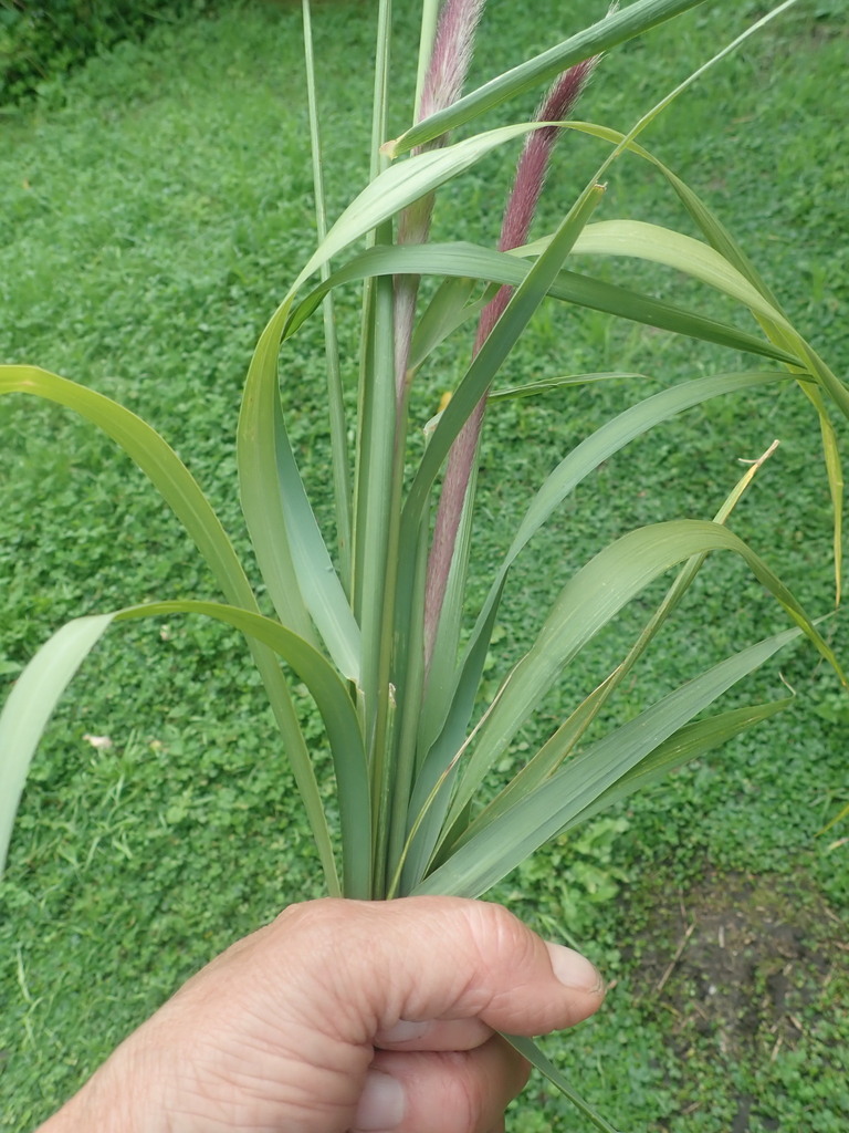 African bristlegrass from Hunters Home, Knysna, 6571, South Africa on May 26, 2023 at 1207 AM