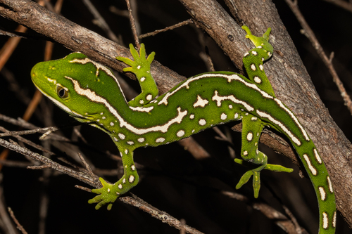 Gray's Tree Gecko, Naultinus grayii