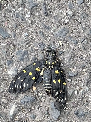 Speckled Black Cicada