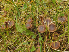 Cortinarius decipiens image