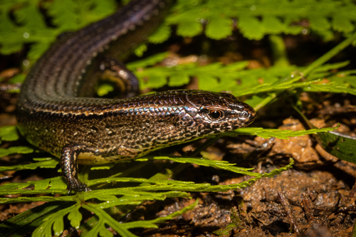 Slight Skink, Oligosoma levidensum