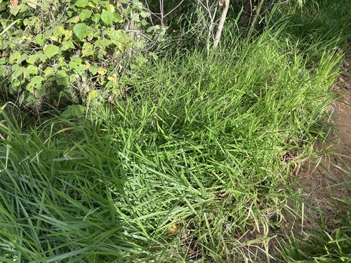 Image of Urochloa eminii by (c) Thomas Mesaglio, some rights reserved (CC BY)