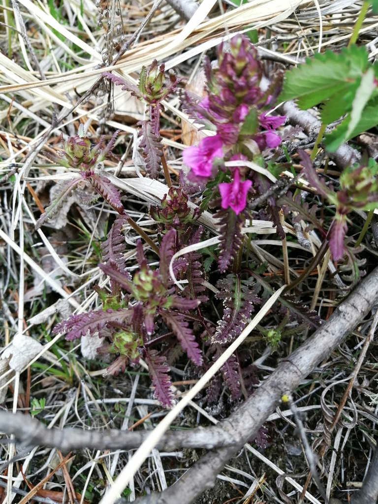 Whorled lousewort (Pedicularis verticillata)