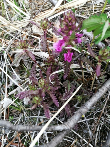 Whorled lousewort (Pedicularis verticillata)