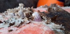 Megabalanus azoricus