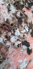 Megabalanus azoricus