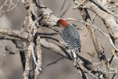 Melanerpes aurifrons × carolinus