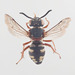 Cellophane-cuckoo Bees - Photo (c) Arnstein Staverløkk/Norsk institutt for naturforskning, some rights reserved (CC BY)