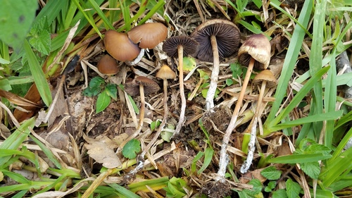 Psilocybe subtropicalis