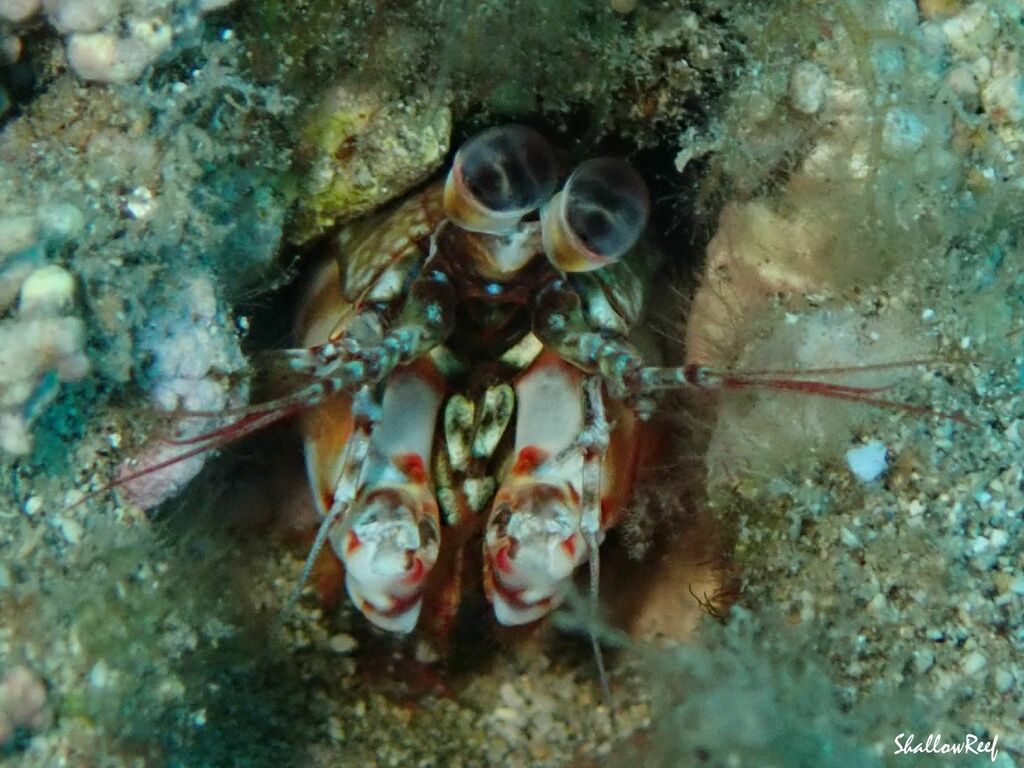 Photo of Short-rostrum Mantis Shrimp (Odontodactylus brevirostris)