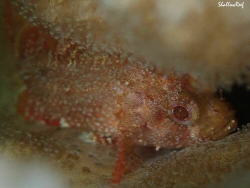 Sebastapistes fowleri observed 2023-05-28