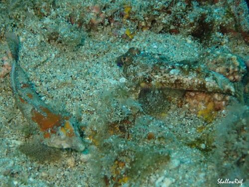 Synchiropus corallinus observed 2023-05-28
