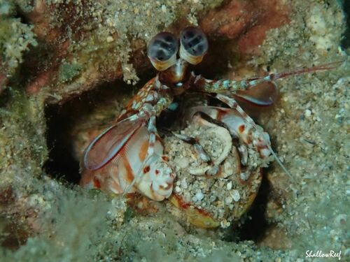 Odontodactylus brevirostris, 2023-05-28