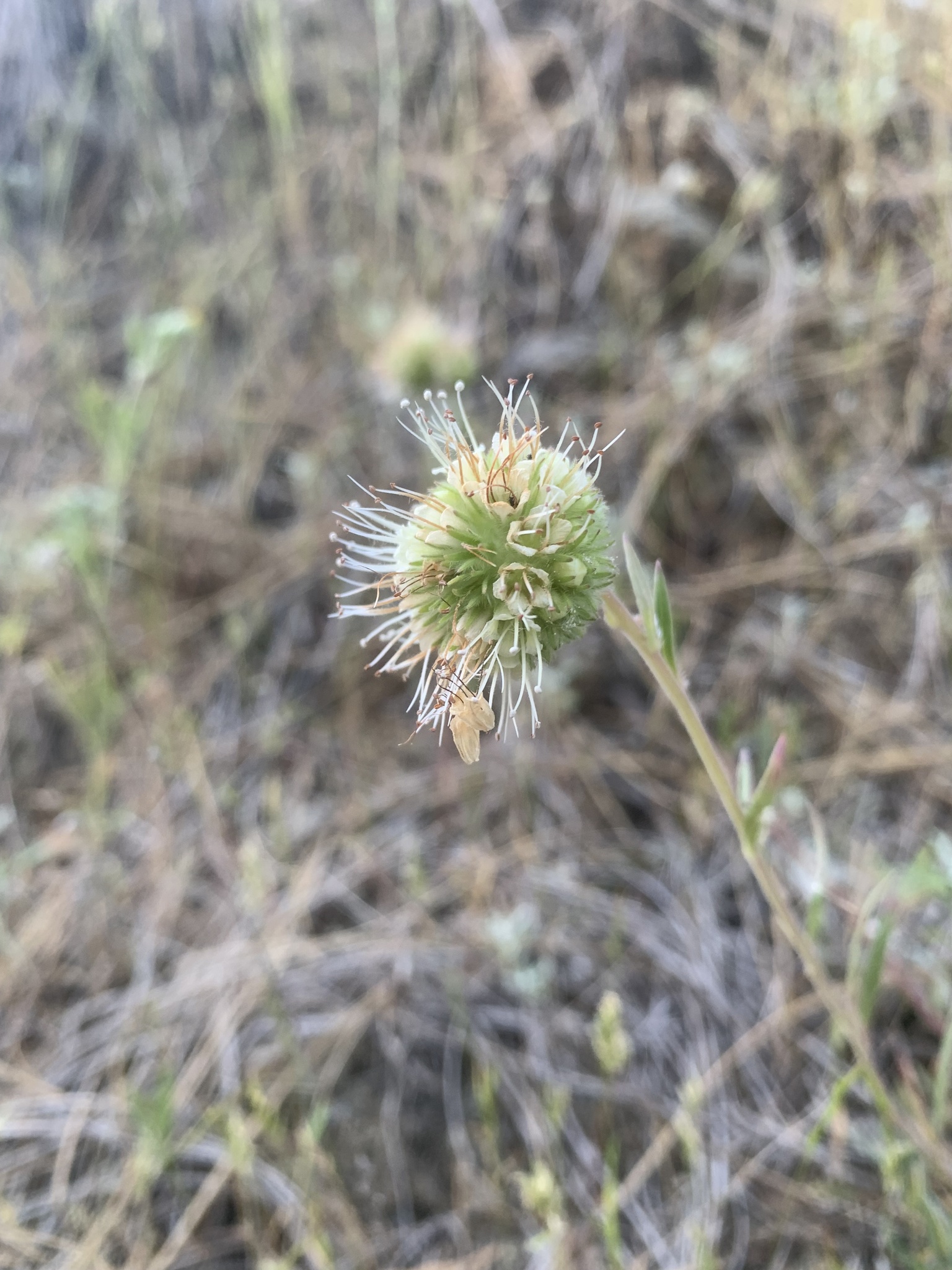 Phacelia capitata