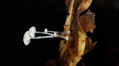 Mycena guzmanii