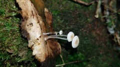 Mycena guzmanii