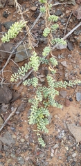 Suaeda fruticosa