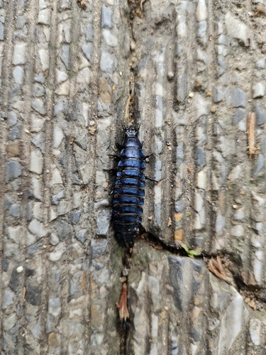 Carabus elysii