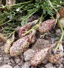 Astragalus whitneyi