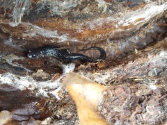 Plethodon chlorobryonis