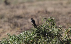 Speculipastor bicolor