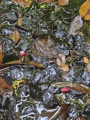 Kunstler's Barclaya (Barclaya kunstleri)