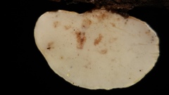 Rigidoporus microporus