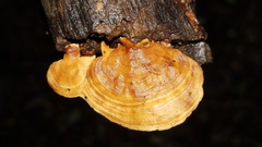 Rigidoporus microporus