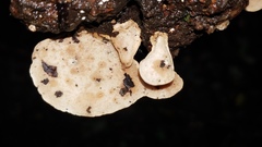 Rigidoporus microporus