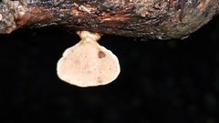 Rigidoporus microporus