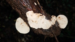 Rigidoporus microporus