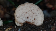 Auriscalpium villipes
