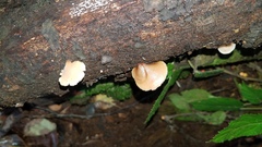 Auriscalpium villipes