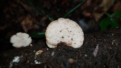 Auriscalpium villipes