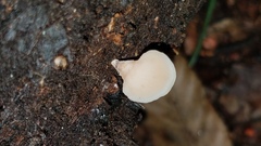 Auriscalpium villipes
