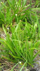 Eriocaulon decangulare image
