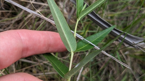 Image of Asclepias rubra by (c) Joseph Aubert, some rights reserved (CC BY)