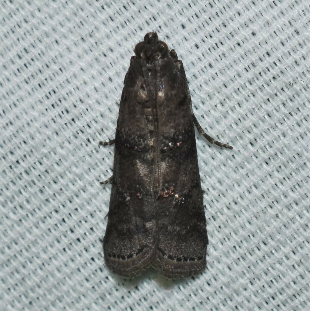 Tulsa finitella