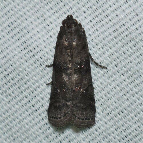Tulsa finitella