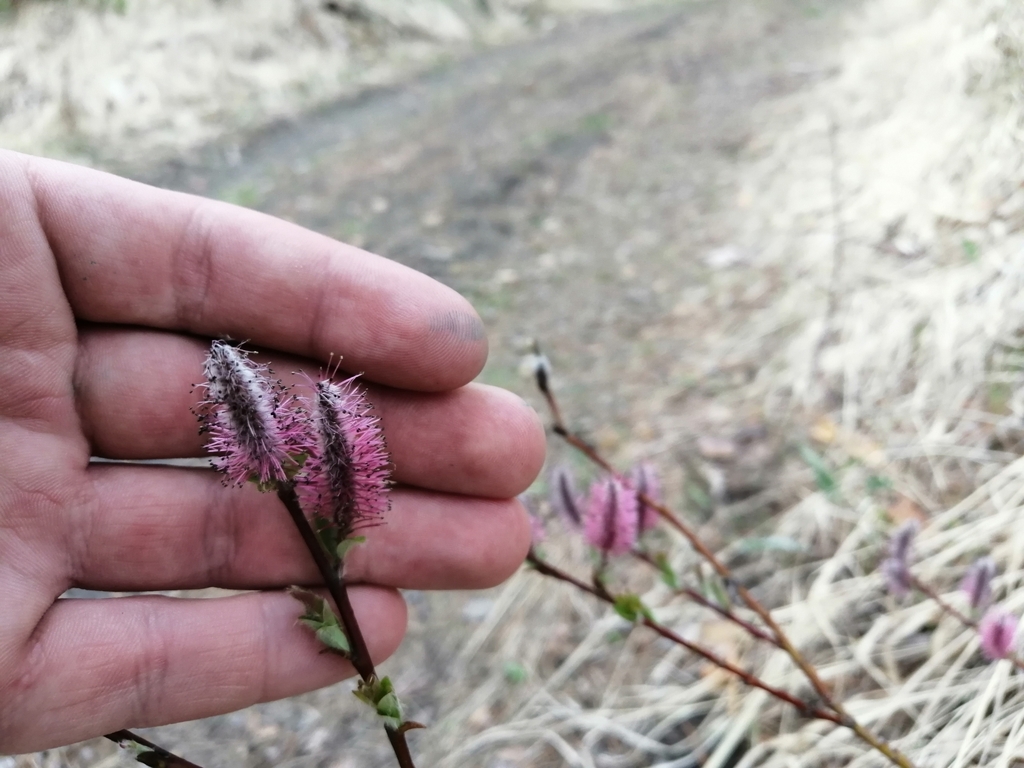 Salix saxatilis; photograph author not stated, no rights reserved