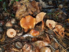 Lactarius strigosipes