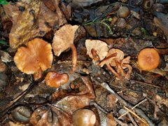 Lactarius strigosipes