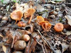 Lactarius strigosipes