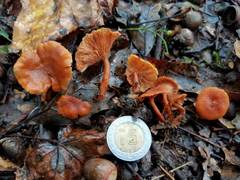 Lactarius strigosipes