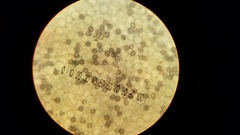 Lactarius strigosipes