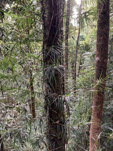 Image of Freycinetia excelsa by (c) Thomas Mesaglio, some rights reserved (CC BY)