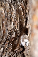 Lygodactylus tolampyae