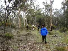 Eucalyptus accedens