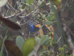 Iridosornis rufivertex